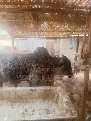 Big and Healthy