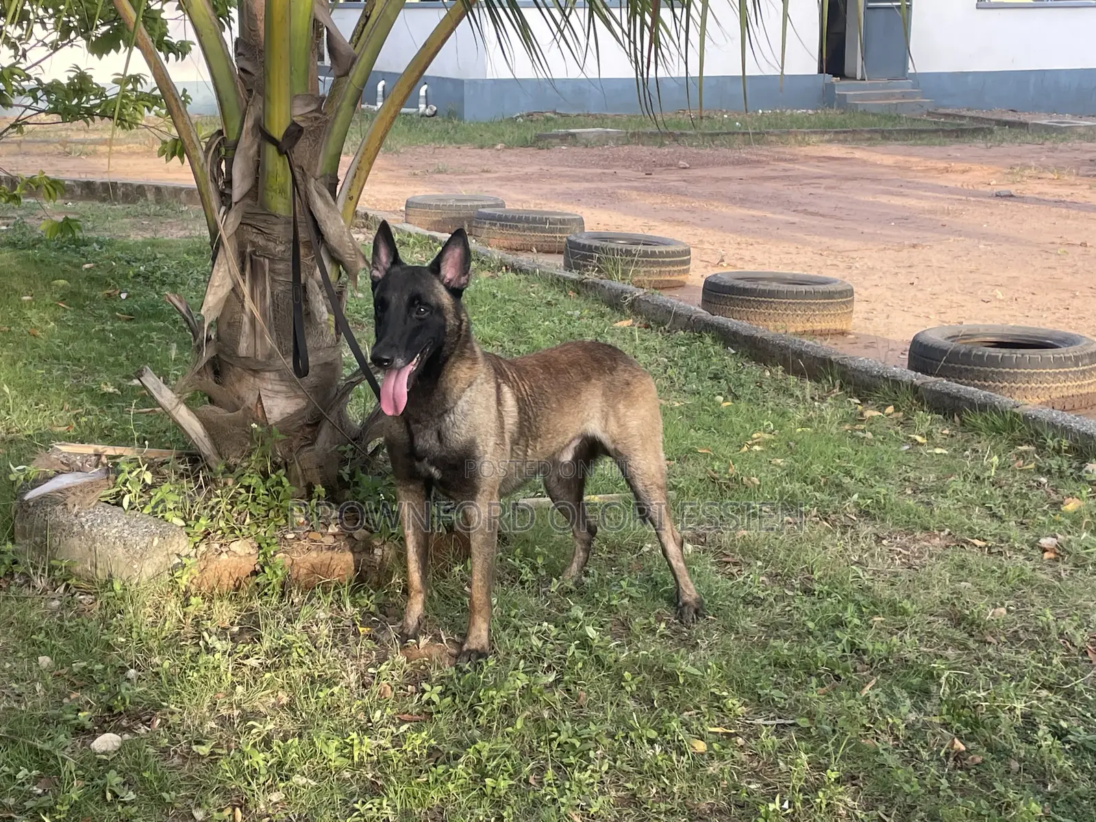 1+ year Male Purebred Belgian Malinois