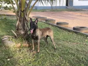 1+ year Male Purebred Belgian Malinois