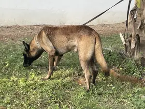 1+ year Male Purebred Belgian Malinois