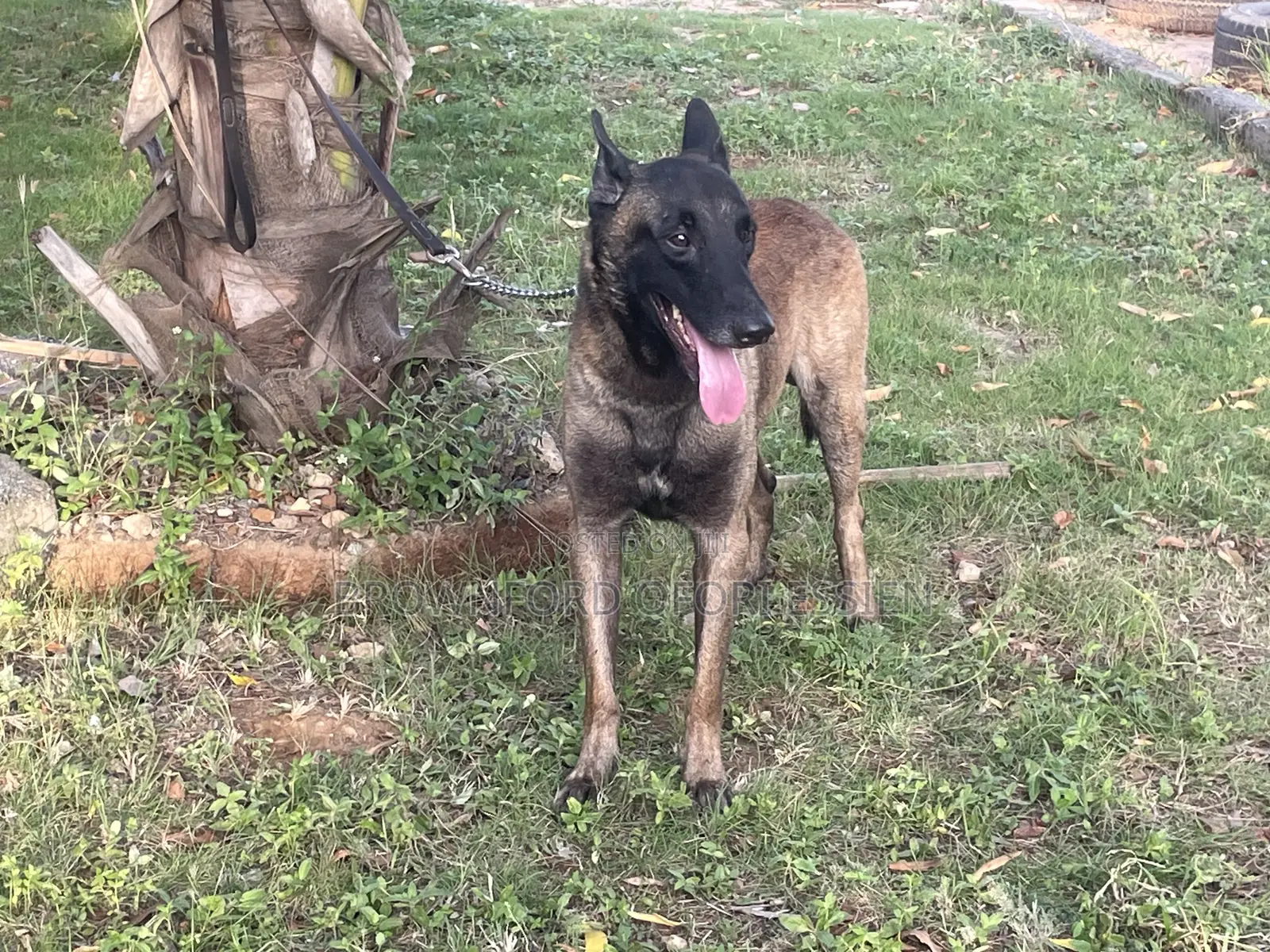 1+ year Male Purebred Belgian Malinois