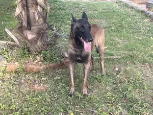 1+ year Male Purebred Belgian Malinois