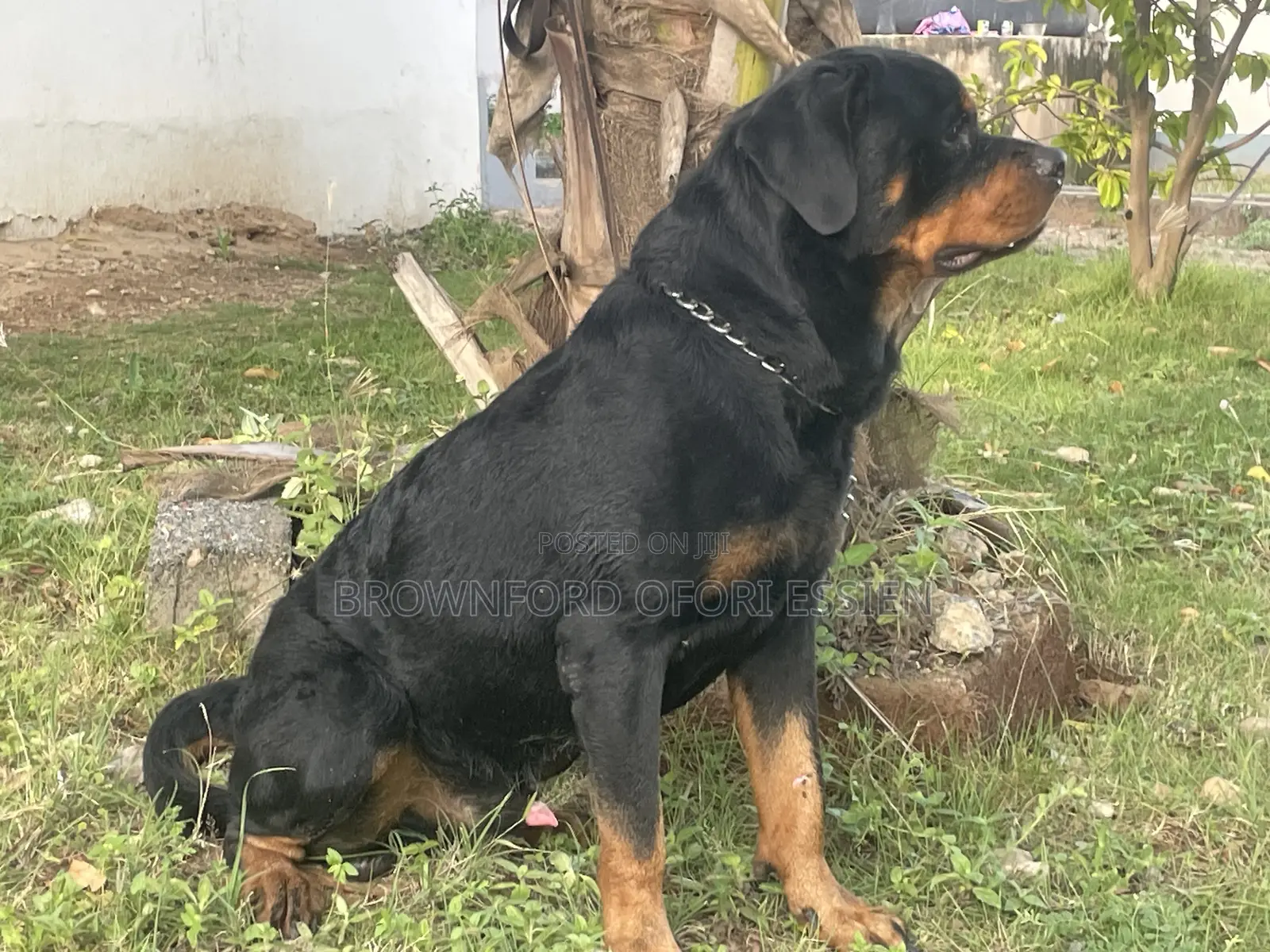 1+ year Male Purebred Rottweiler