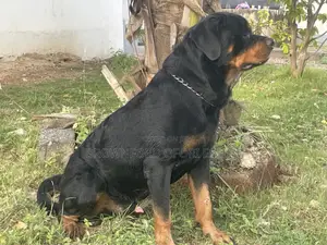 1+ year Male Purebred Rottweiler
