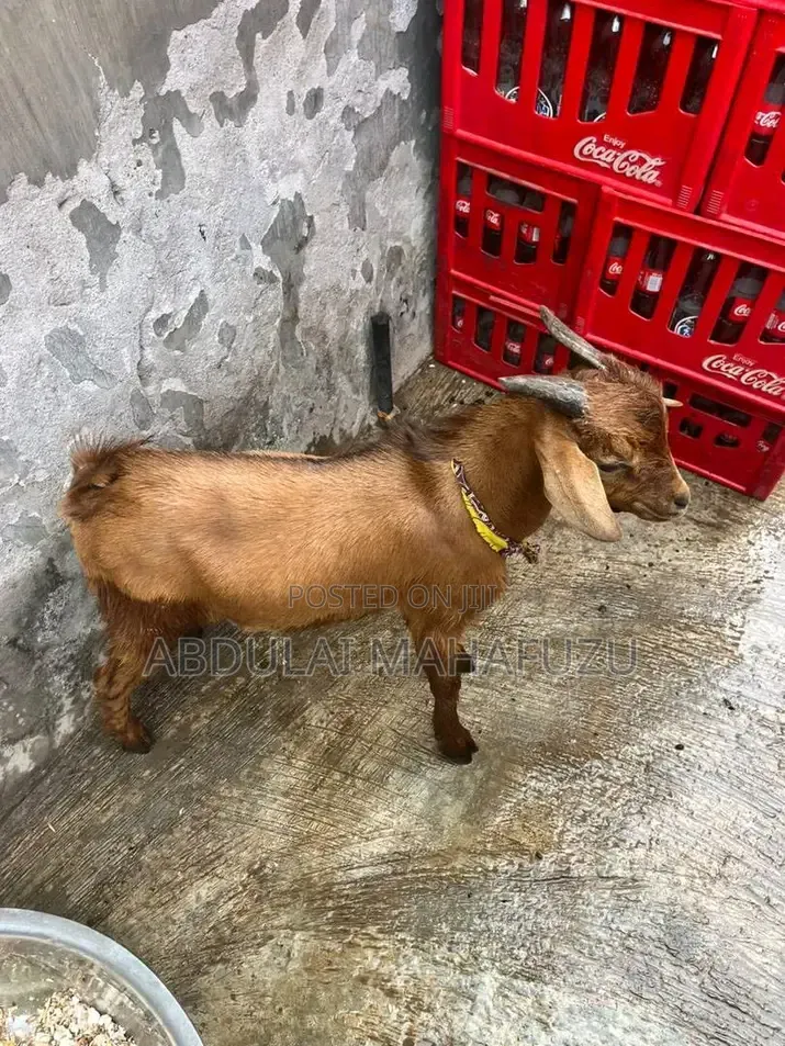 Goat Is for Sale
