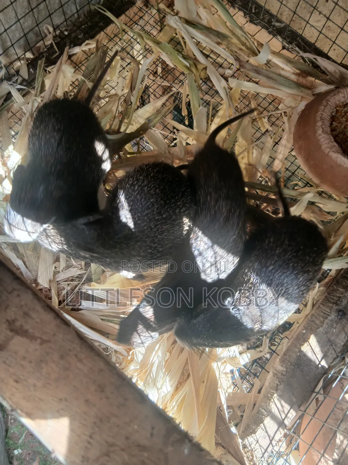 Grasscutter for Sale for Meat or Growing