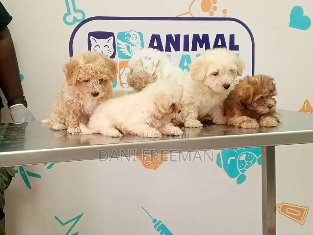 1-3 months Female Mixed Breed Poodle