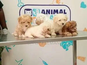 1-3 months Female Mixed Breed Poodle