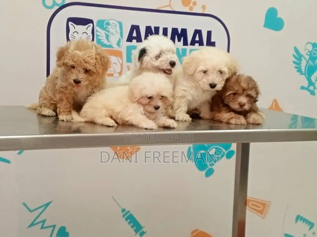 1-3 months Female Mixed Breed Poodle