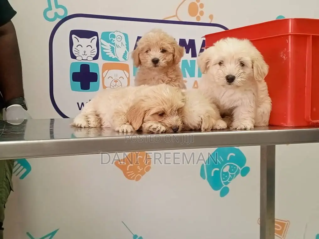 1-3 months Female Mixed Breed Poodle