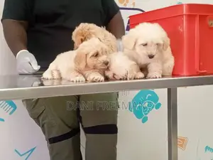 1-3 months Female Mixed Breed Poodle