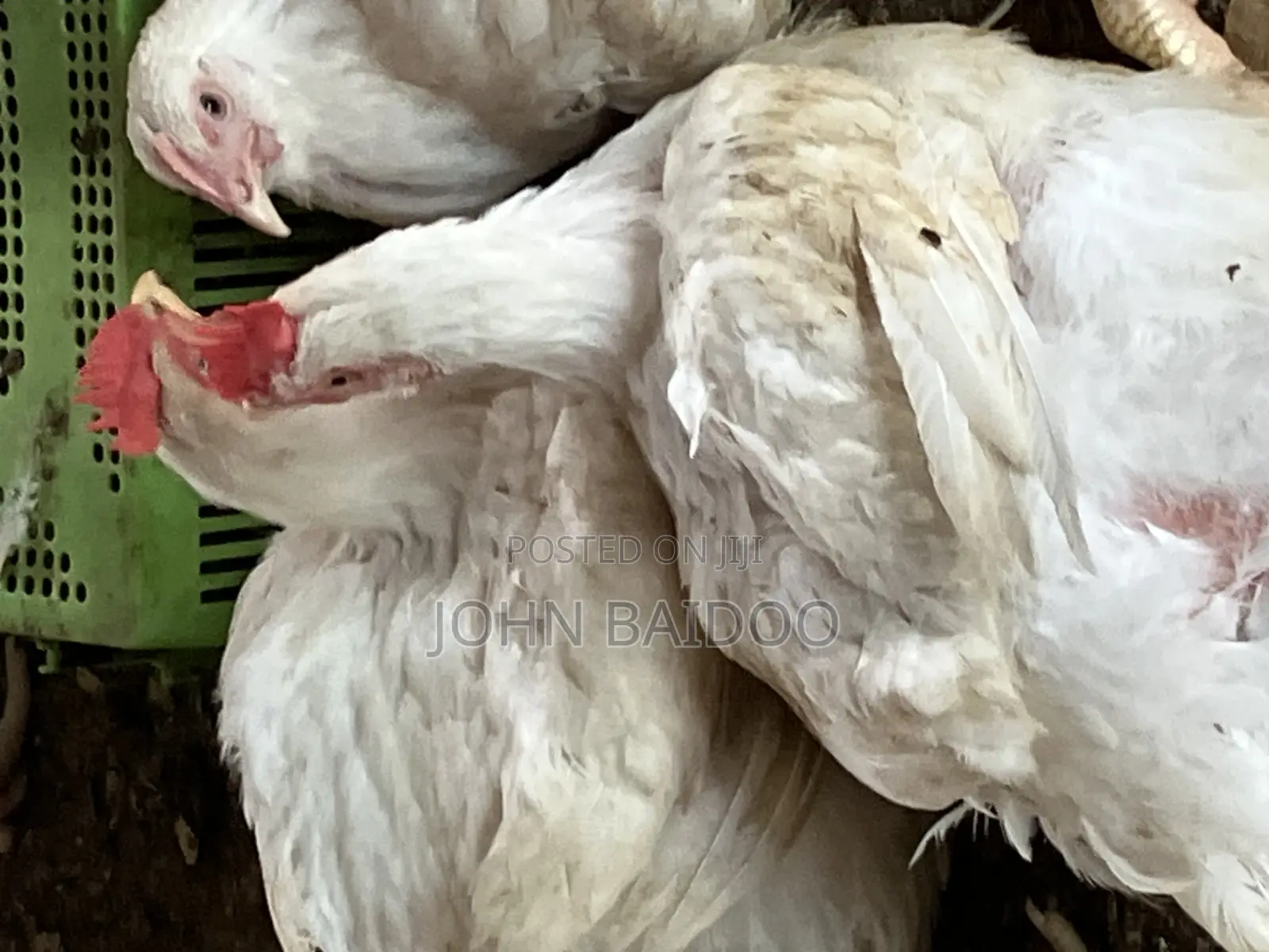 Poultry Farming