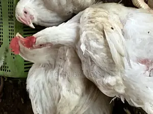 Poultry Farming