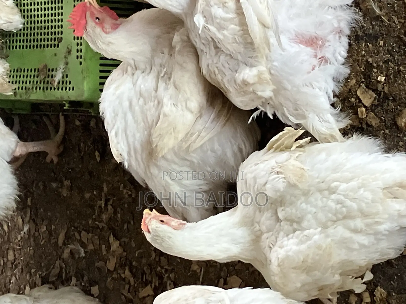Poultry Farming