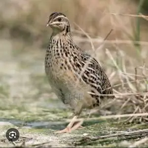 Quail Animals for Sale