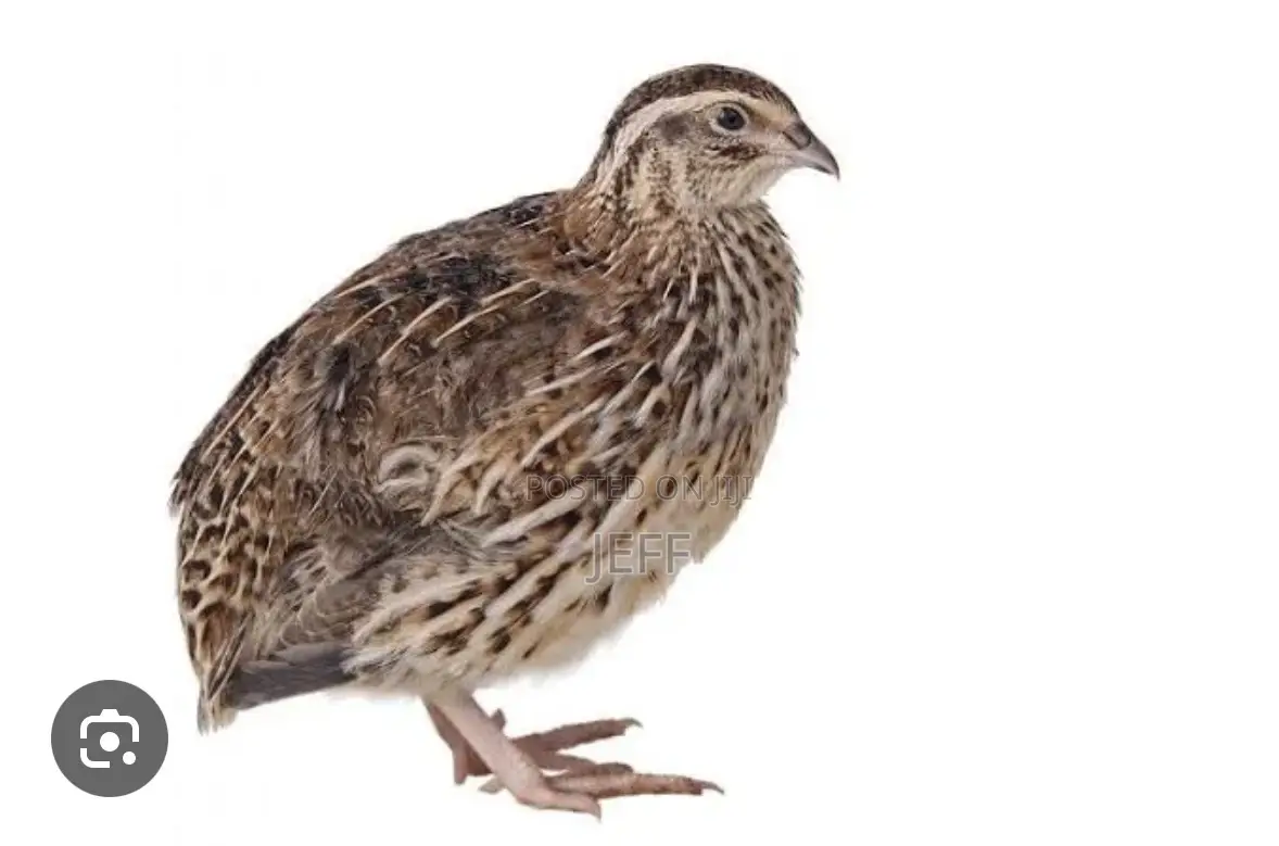Quail Animals for Sale