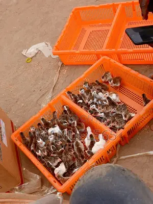 Guinea Keets