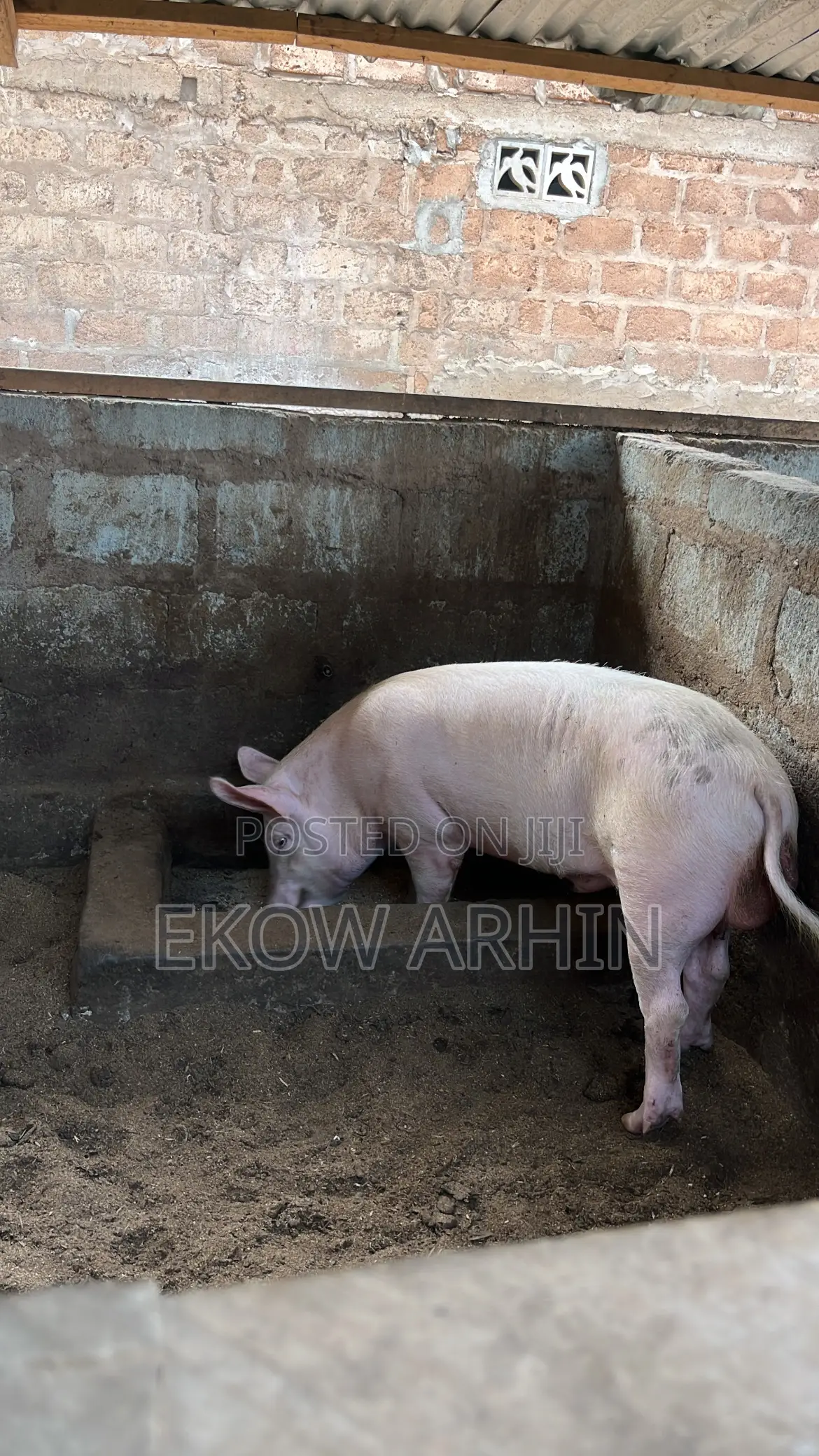 Premium Pork, Raised Right – Pork Ghetto