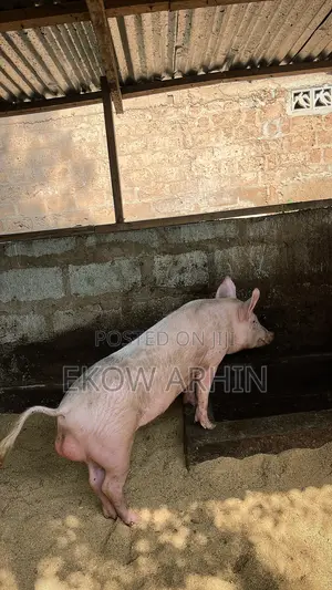 Premium Pork, Raised Right – Pork Ghetto