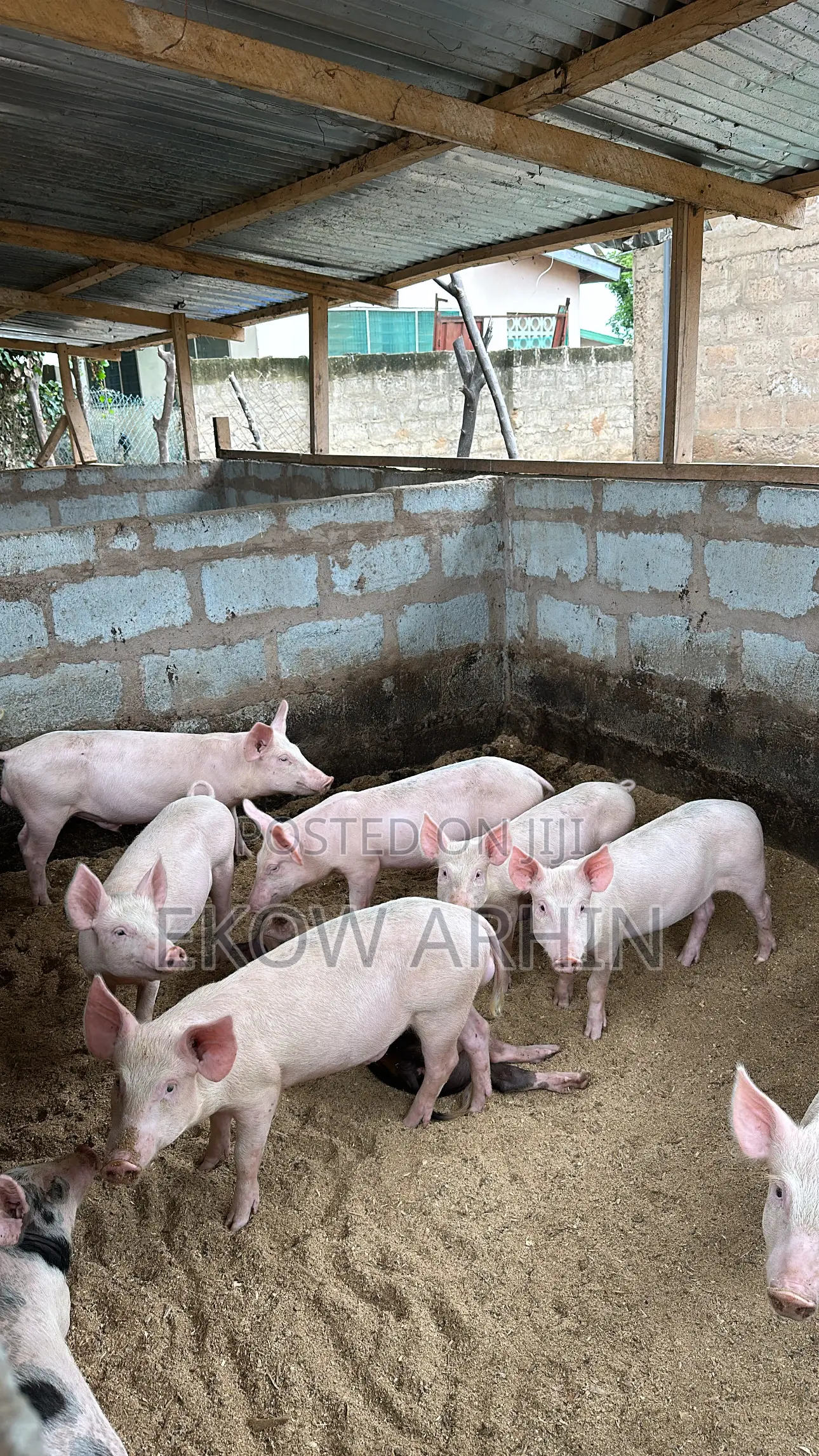 Premium Pork, Raised Right – Pork Ghetto
