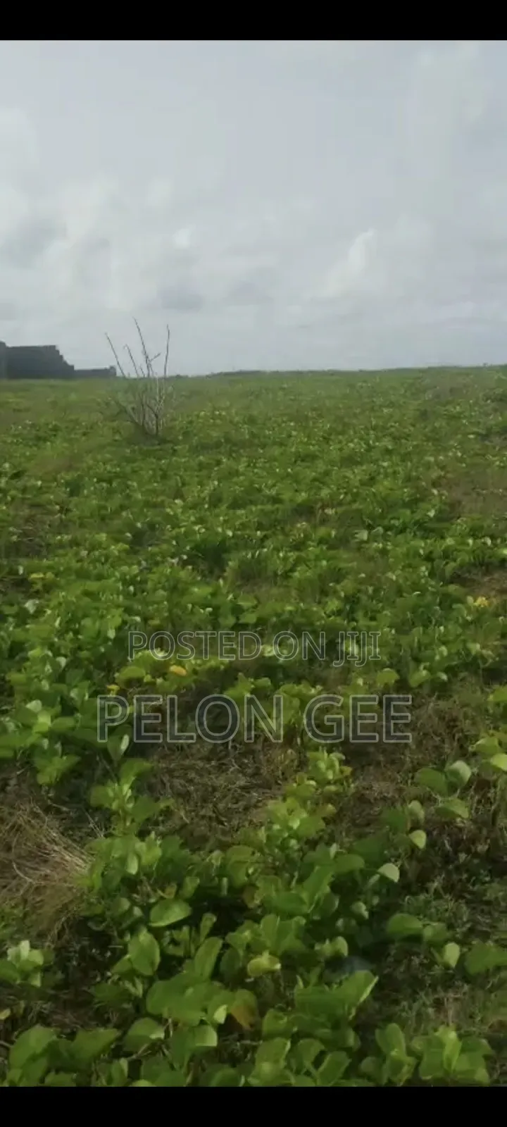 Genuine Registered Four Plots of Land for Sale a Direct Beach Front