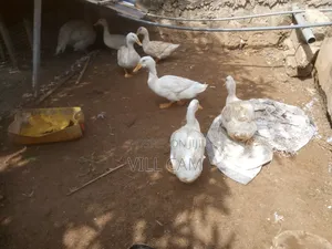 Ducks for Sale