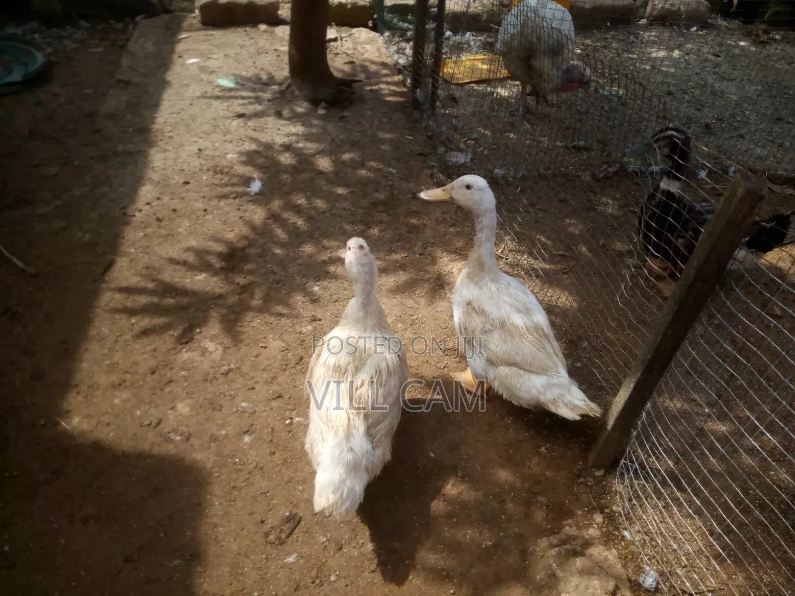 Ducks for Sale