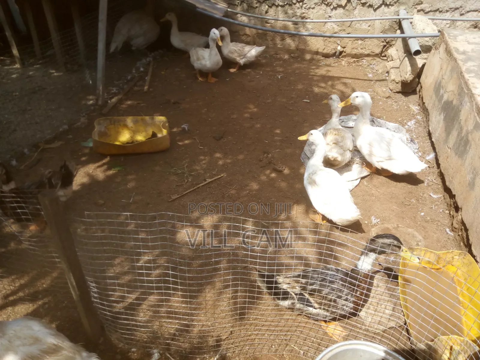 Ducks for Sale
