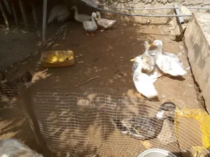 Ducks for Sale