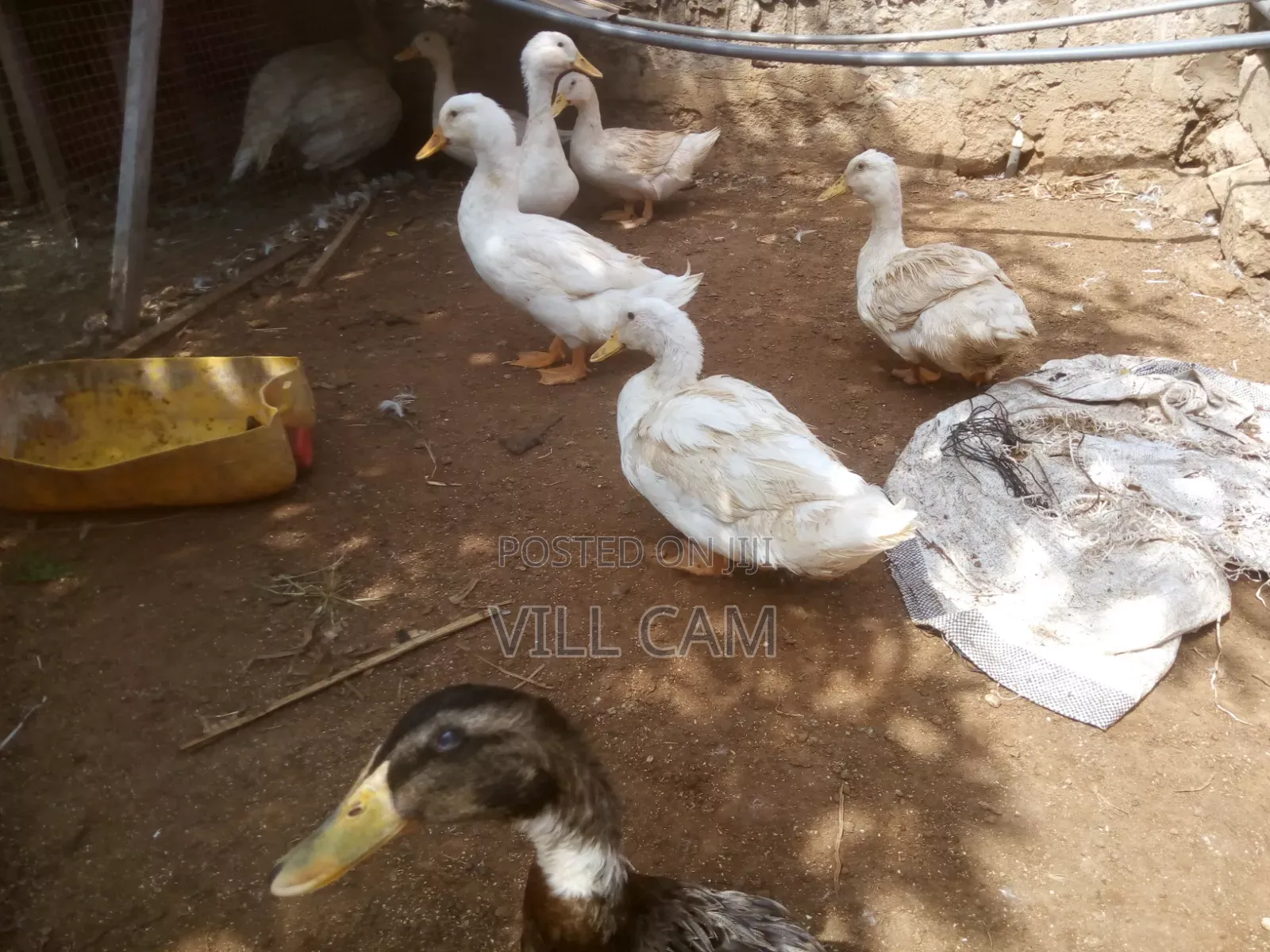 Ducks for Sale
