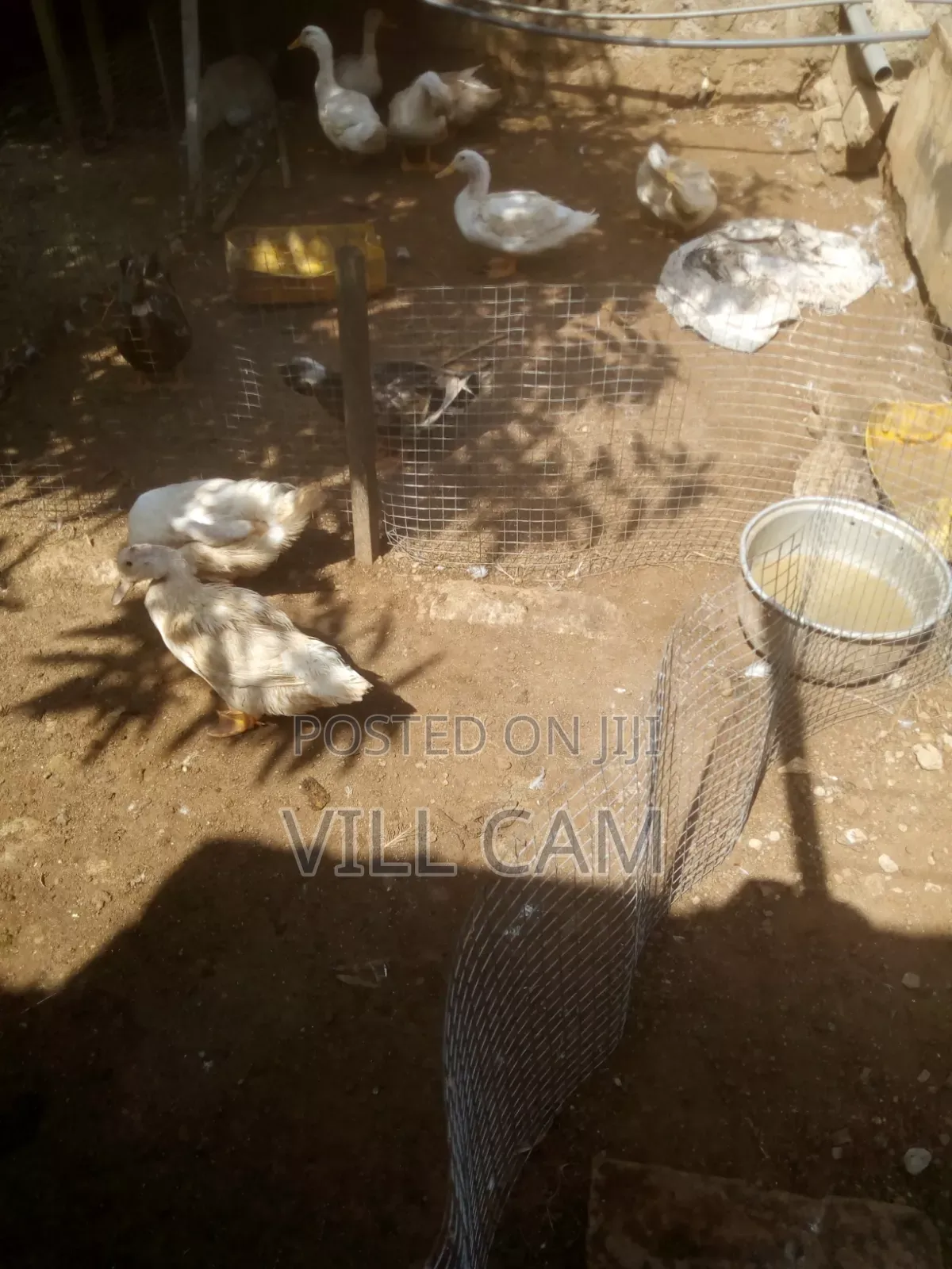 Ducks for Sale