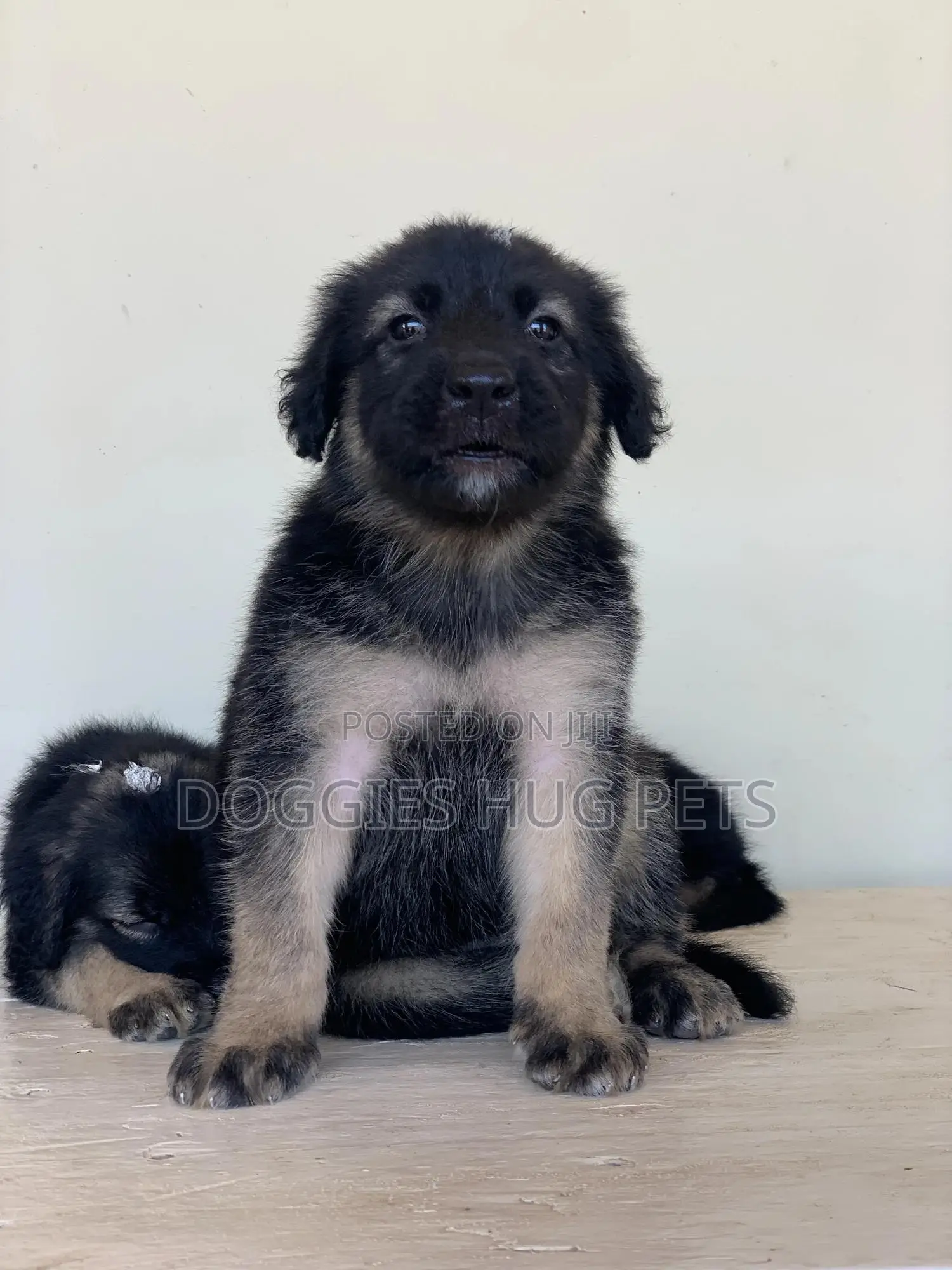 1-3 months Female Purebred German Shepherd