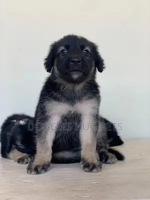 1-3 months Female Purebred German Shepherd