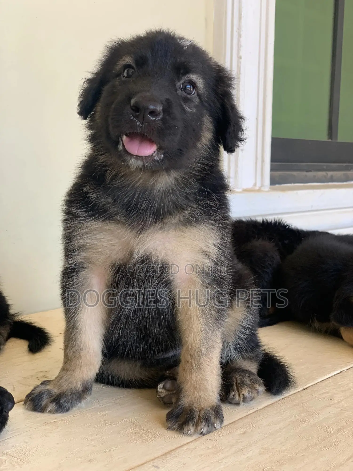 1-3 months Female Purebred German Shepherd