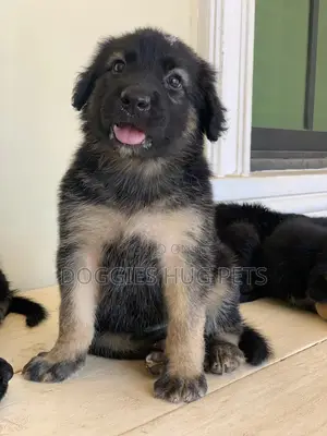 1-3 months Female Purebred German Shepherd