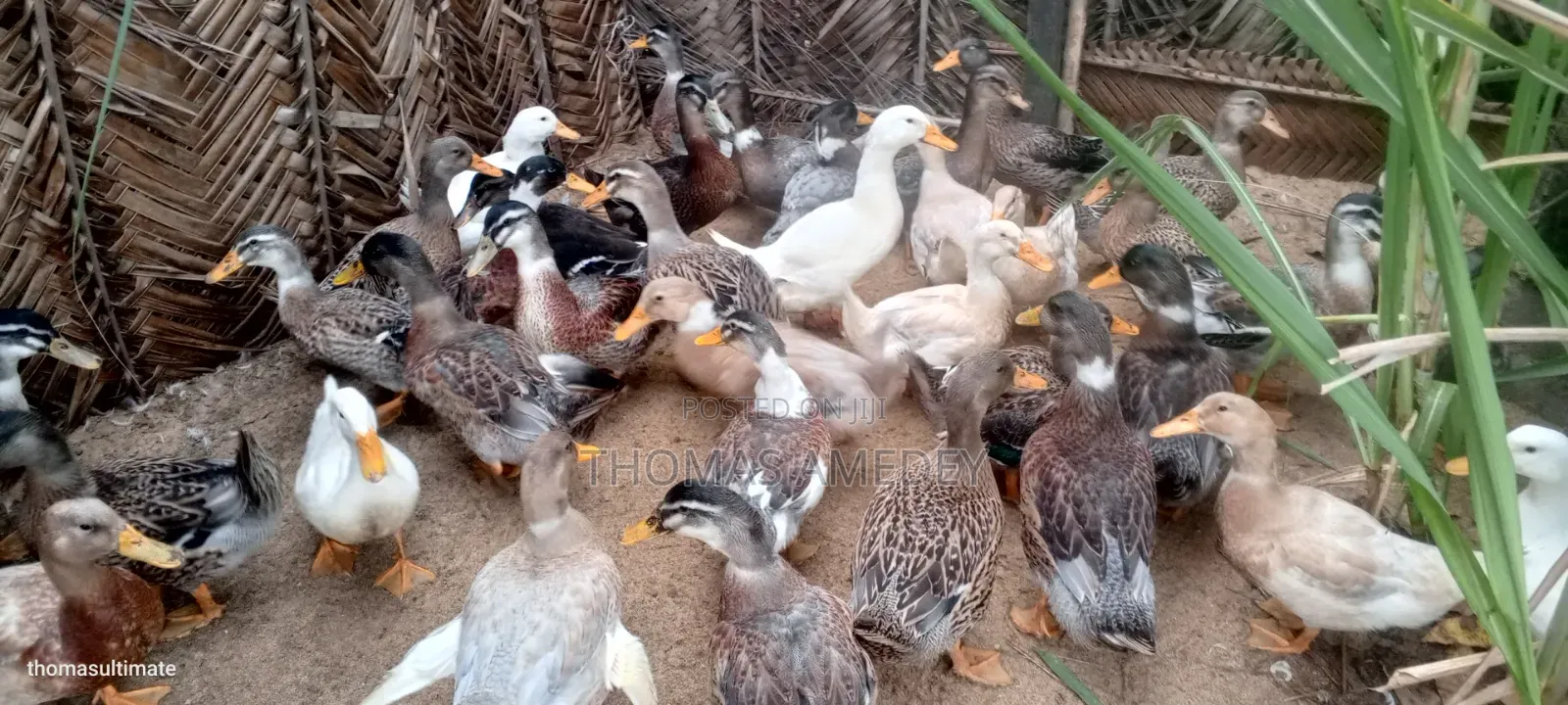 Healthy and Well-Bred Mallard Ducks