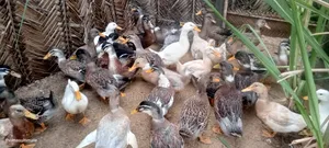Healthy and Well-Bred Mallard Ducks