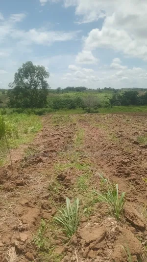 Alpha Land for Sale at Nsawam Ayibontey