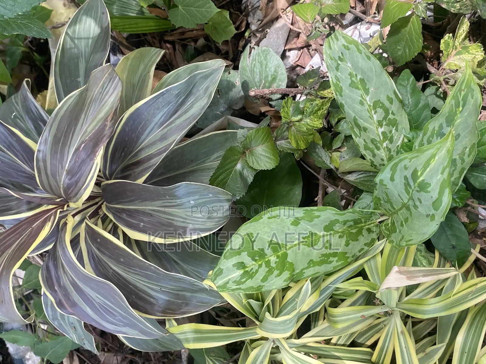 Garden Flowers