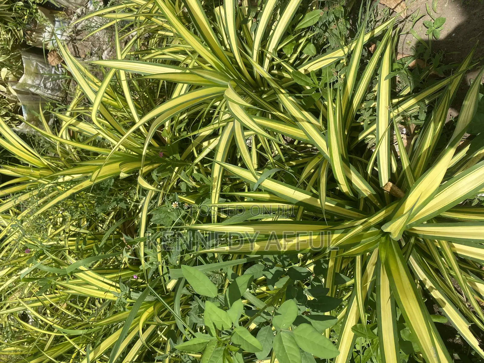 Garden Flowers