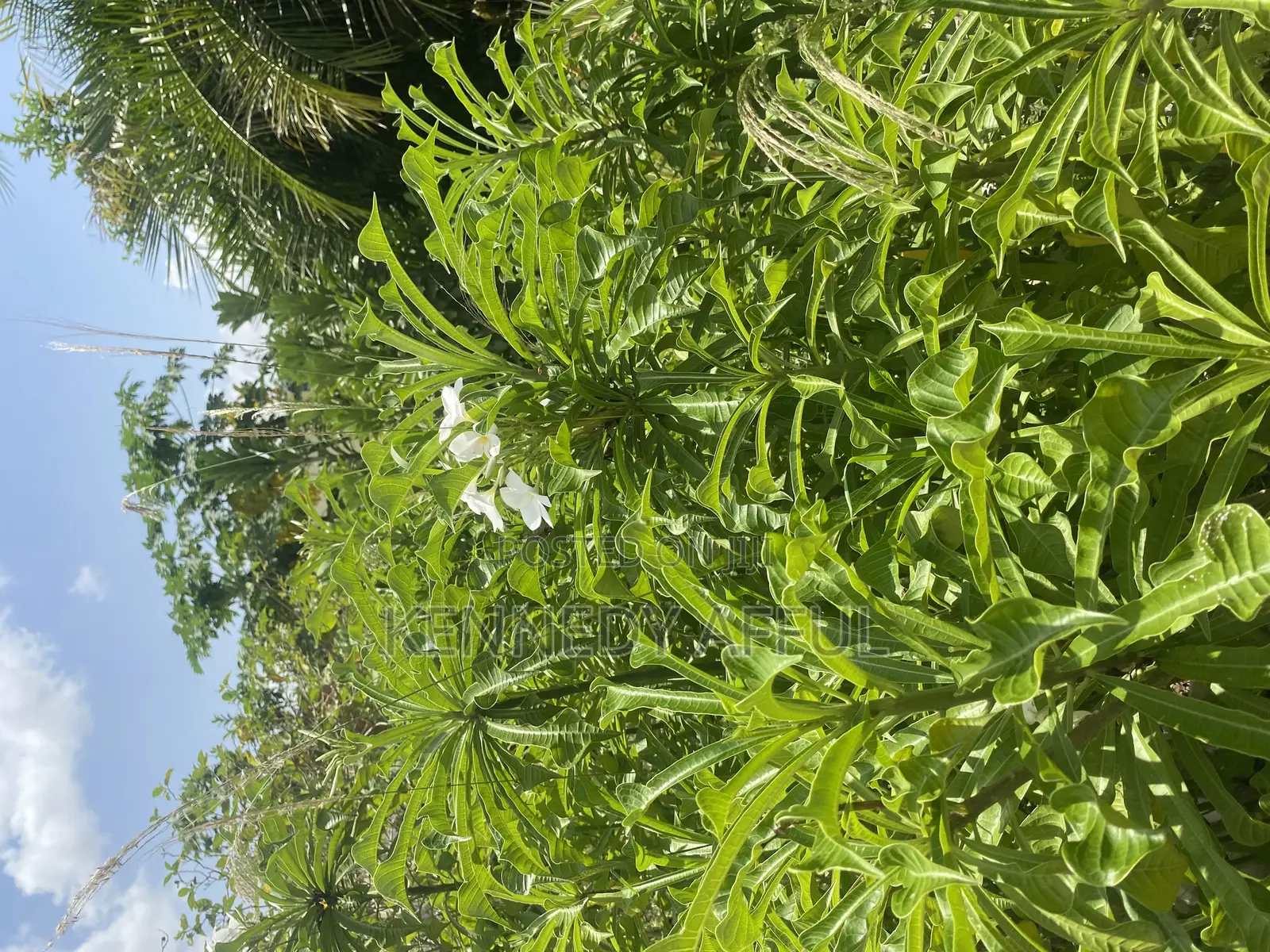 Garden Flowers