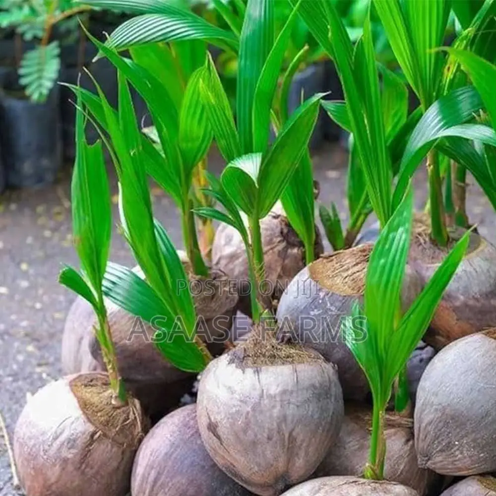 Healthy Hybrid Coconut Seedlings for Sale