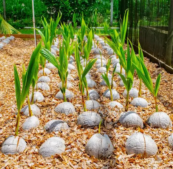 Healthy Hybrid Coconut Seedlings for Sale