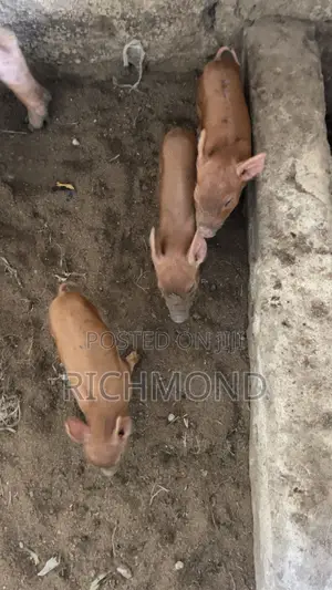 Foreign Pure Duroc