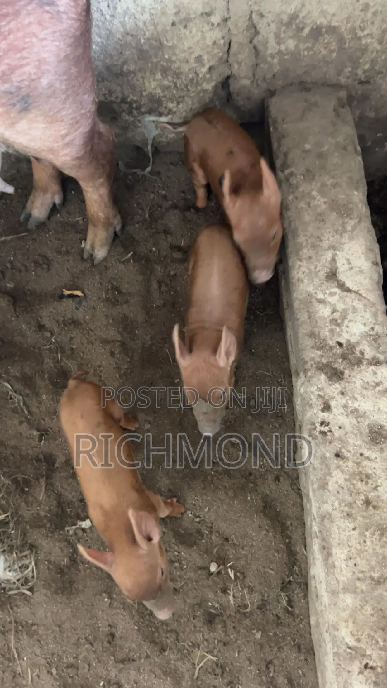 Foreign Pure Duroc