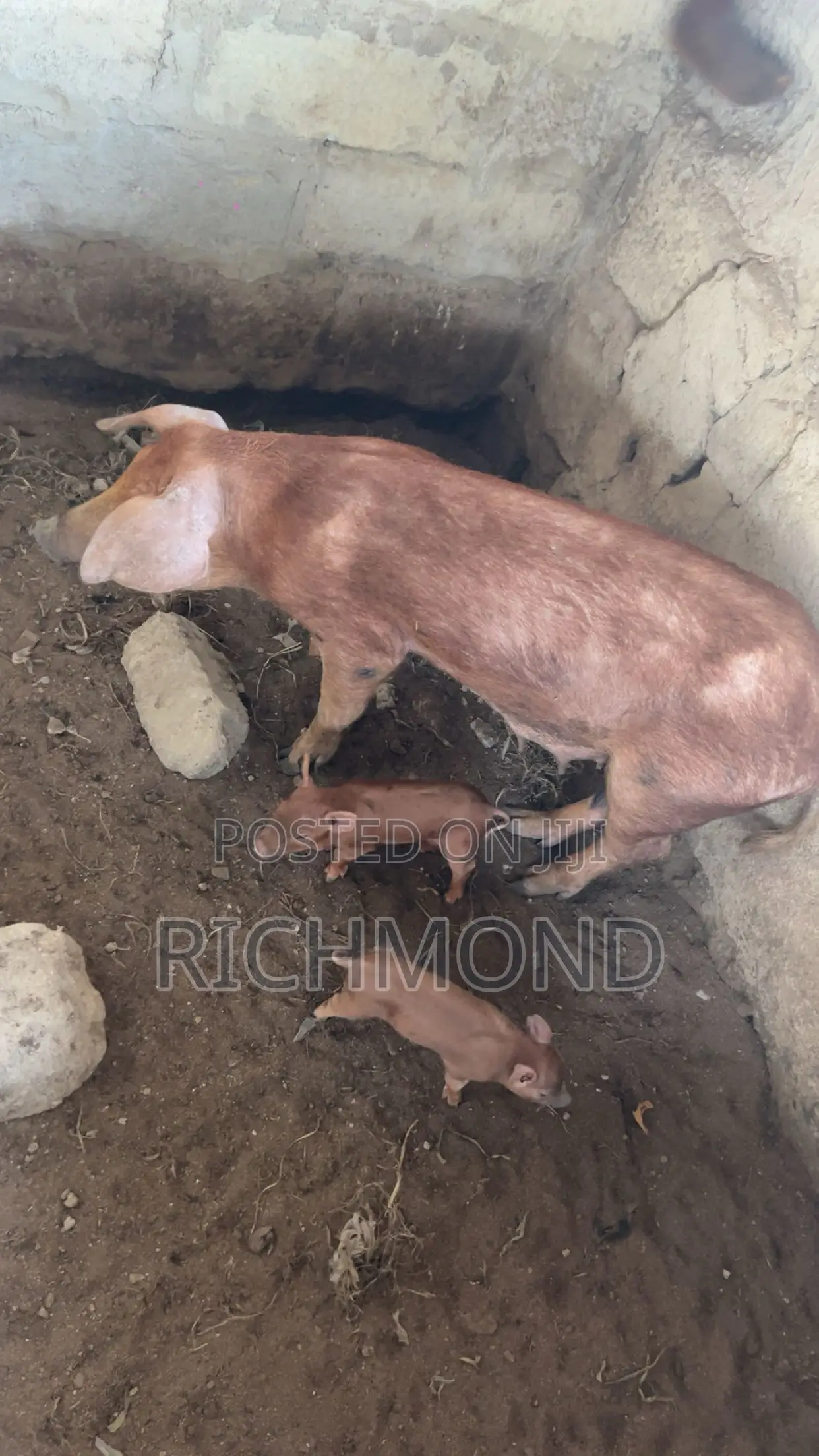 Foreign Pure Duroc