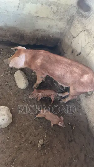 Foreign Pure Duroc