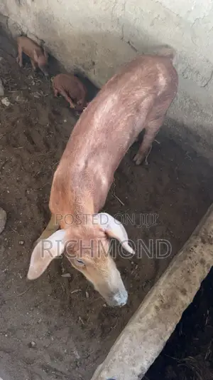 Foreign Pure Duroc
