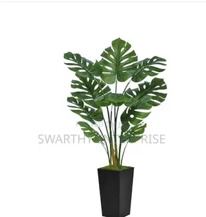 120cm Monstera Deliciosa With 9 Extra-Large Leaves
