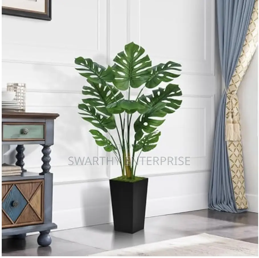 120cm Monstera Deliciosa With 9 Extra-Large Leaves
